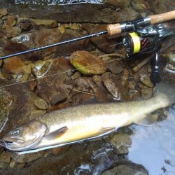 渓流ミノーイングで尺イワナ２本